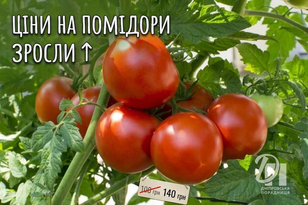ціни на помідори