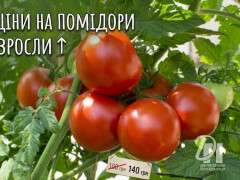 ціни на помідори